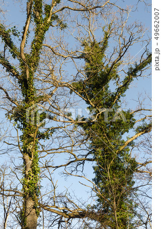 Tall oak trees with climbing Ivy plants Tall oak trees with climbing Ivy plants 49662007