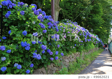 飛鳥山公園のあじさい 飛鳥山公園のあじさい 49662021