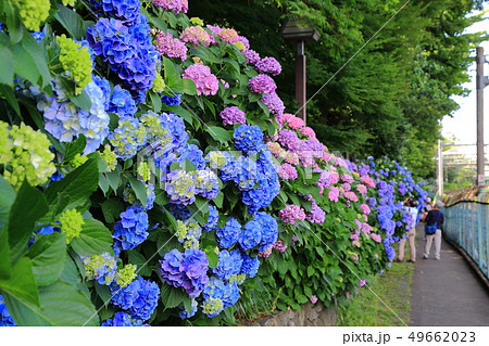 飛鳥山公園のあじさい 49662023