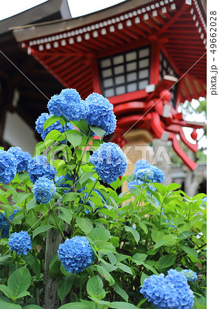 上野 清水観音堂のあじさい 上野 清水観音堂のあじさい 49662028