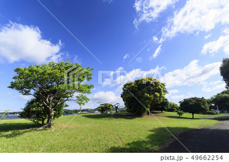 長井(初夏) 長井(初夏) 49662254