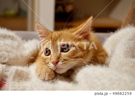 ねこ　上目遣い 49662259