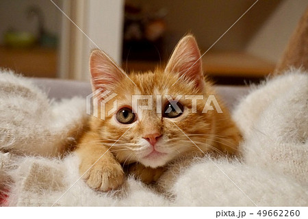 ねこ 上目遣い ねこ 上目遣い 49662260
