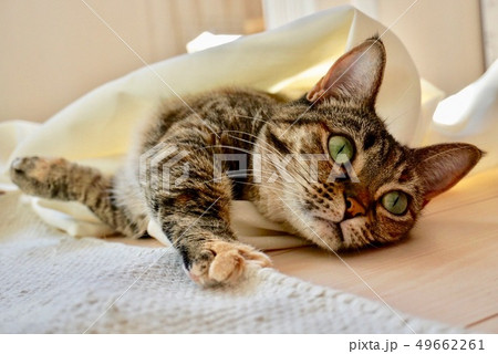 ねこ 寝転ぶ ねこ 寝転ぶ 49662261