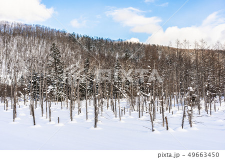 Beautiful outdoor nature landscape with blue pond tree branch in snow winter season Beautiful outdoor nature landscape with blue pond tree branch in snow winter season 49663450