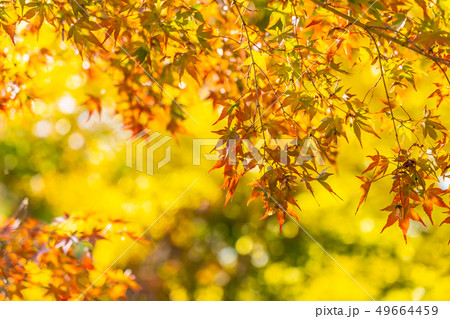Beautiful maple leaf tree in autumn season 49664459