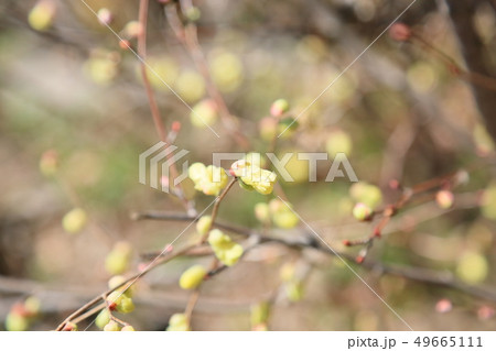 ヒュウガミズキの花 49665111