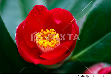 ツバキ・谷の灯 49665496