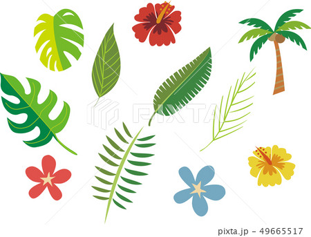 ハワイ 植物のイラスト素材