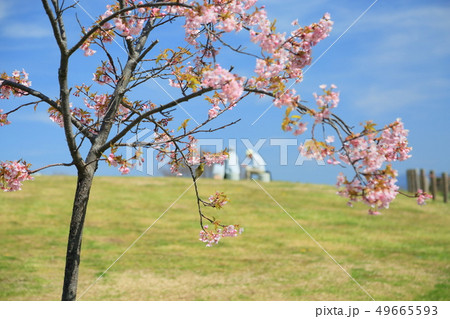 早咲き桜とメジロ 49665593