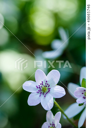 雪割草 雪割草 49665746