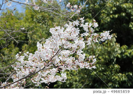 さくら さくら 49665859