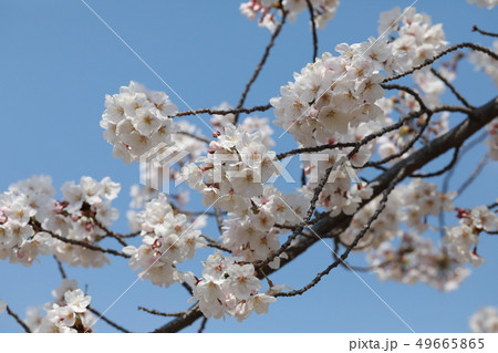 さくら 49665865