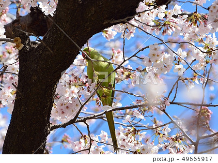 満開の桜の花に野生化したインコ 満開の桜の花に野生化したインコ 49665917