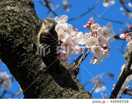 桜の花とコゲラ 桜の花とコゲラ 49666508