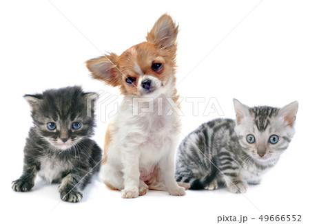 puppy chihuahua and kitten puppy chihuahua and kitten 49666552