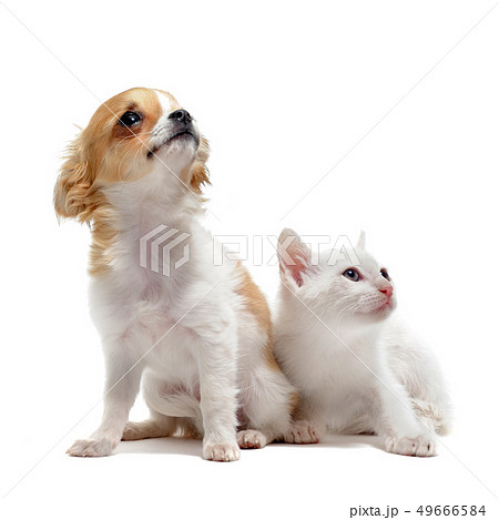 puppy chihuahua and kitten 49666584