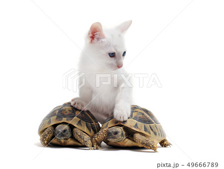 young Tortoises and cat young Tortoises and cat 49666789