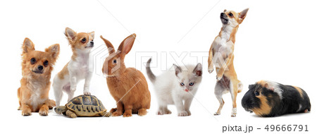 group of pets group of pets 49666791