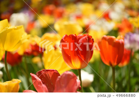 ひたち海浜公園 チューリップ 黄色 ひたち海浜公園 チューリップ 黄色 49666880