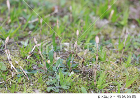 つくし 49666889