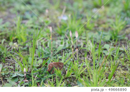 つくし つくし 49666890