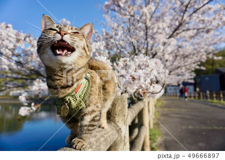 猫と花 桜の写真素材 [49666897] - PIXTA