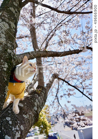猫と花　桜 49666900
