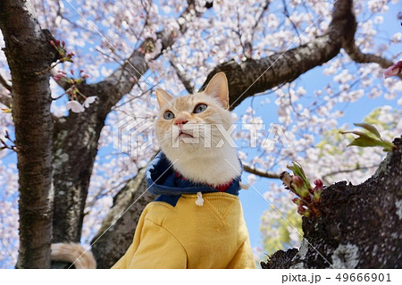 猫と花 桜 猫と花 桜 49666901