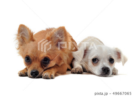 two chihuahuas 49667065