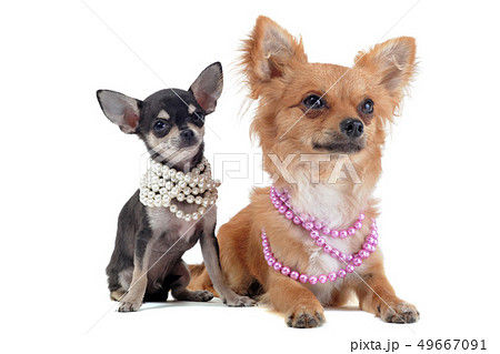 chihuahuas with pearl collar 49667091
