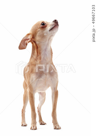 short hair chihuahua 49667103