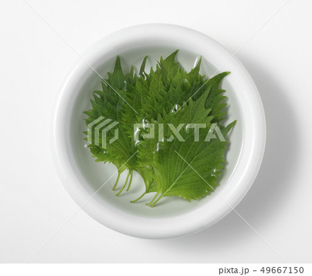 大葉 大葉 49667150