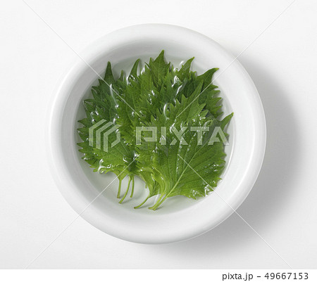 大葉 大葉 49667153