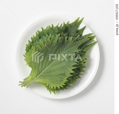 大葉 49667166