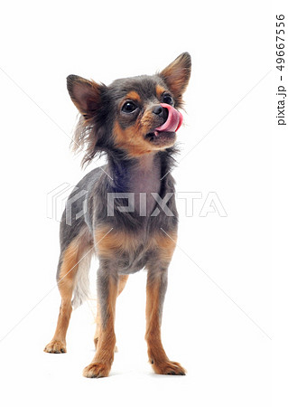 hungry chihuahua hungry chihuahua 49667556