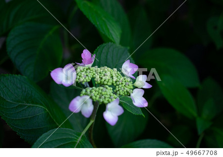 あじさい 49667708