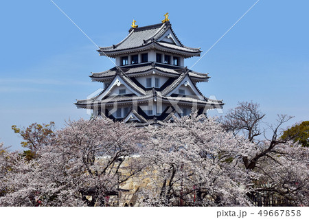 墨俣一夜城と桜 49667858