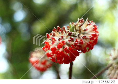 紅みつまた 49668127