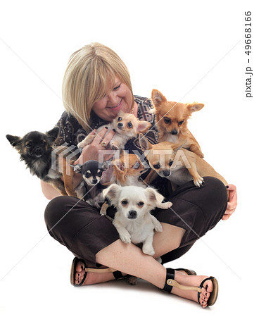 girl and chihuahuas 49668166