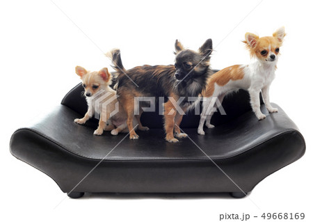 chihuahuas on sofa 49668169