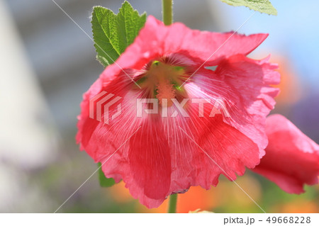 タチアオイ タチアオイ 49668228