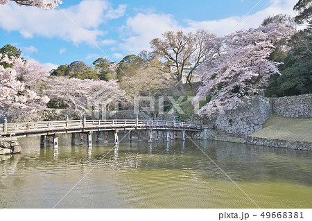 彦根城の桜 彦根城の桜 49668381
