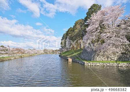 彦根城の桜 49668382