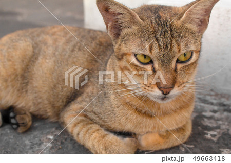 Brown cat with yellow eyes and a crescent of black Brown cat with yellow eyes and a crescent of black 49668418