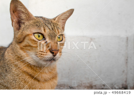 Brown cat with yellow eyes and a crescent of black Brown cat with yellow eyes and a crescent of black 49668419