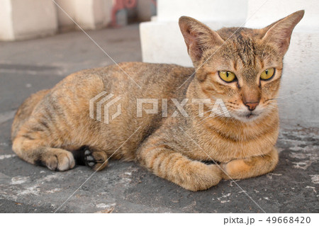 Brown cat with yellow eyes and a crescent of black 49668420