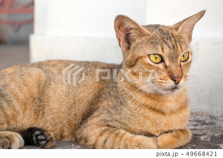 Brown cat with yellow eyes and a crescent of black Brown cat with yellow eyes and a crescent of black 49668421