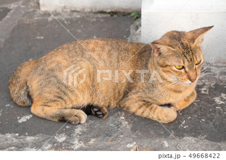 Brown cat with yellow eyes and a crescent of black Brown cat with yellow eyes and a crescent of black 49668422