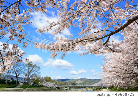 日本の春 京都鴨川の桜 日本の春 京都鴨川の桜 49668725